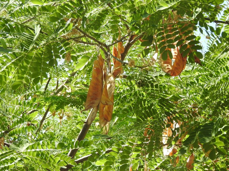 Hesperalbizia occidentalis, photographed by Oscar Alejandro Morales Juárez