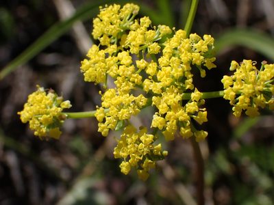 Lomatium utriculatum, photographed by Shane Johnson