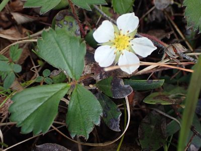 Fragaria chiloensis