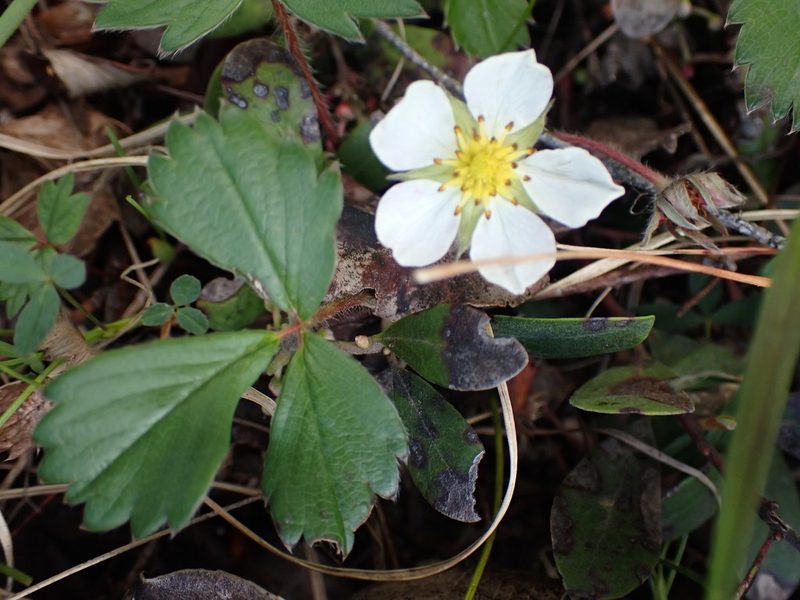 Fragaria chiloensis, photographed by Shane Johnson