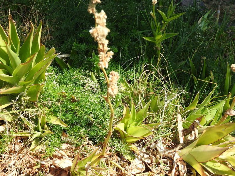 Callisia fragrans, photographed by Oscar Alejandro Morales Juárez