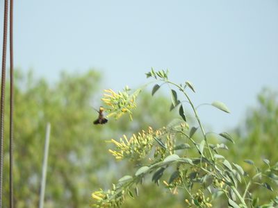 Nicotiana glauca, photographed by Oscar Alejandro Morales Juárez