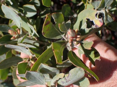 Arctostaphylos columbiana, photographed by Shane Johnson