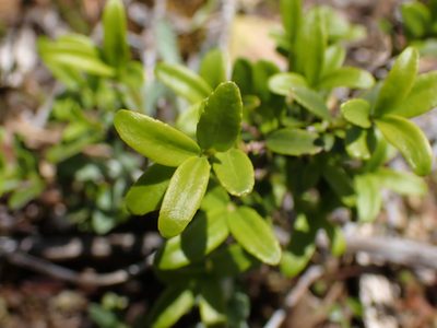 Paxistima myrsinites, photographed by Shane Johnson