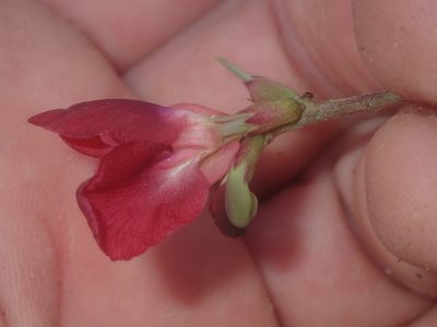 Macroptilium lathyroides, photographed by Dan Schofield