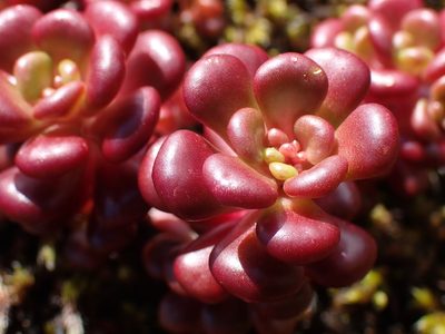 Sedum oreganum, photographed by Shane Johnson