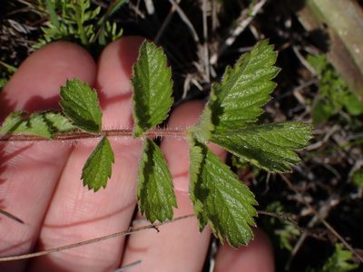 Drymocallis glandulosa, photographed by Shane Johnson