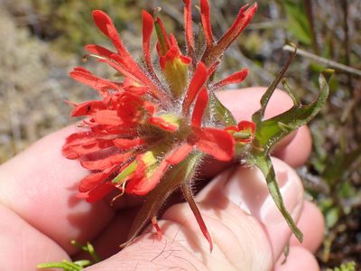 Castilleja miniata, photographed by Shane Johnson