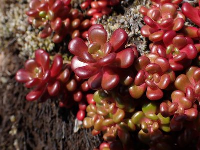Sedum oreganum, photographed by Shane Johnson