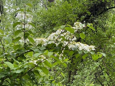 Viburnum plicatum, photographed by gwt2102