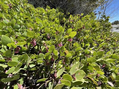 Arctostaphylos patula, photographed by Dee Shea Himes