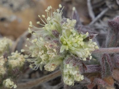 Eriogonum villiflorum, photographed by Dee Shea Himes