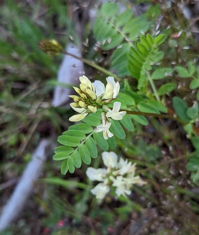 Astragalus accidens, photographed by Logan J.L. Bradley