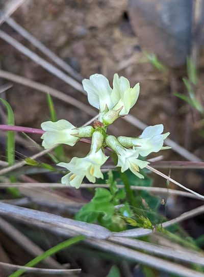 Astragalus accidens, photographed by Logan J.L. Bradley