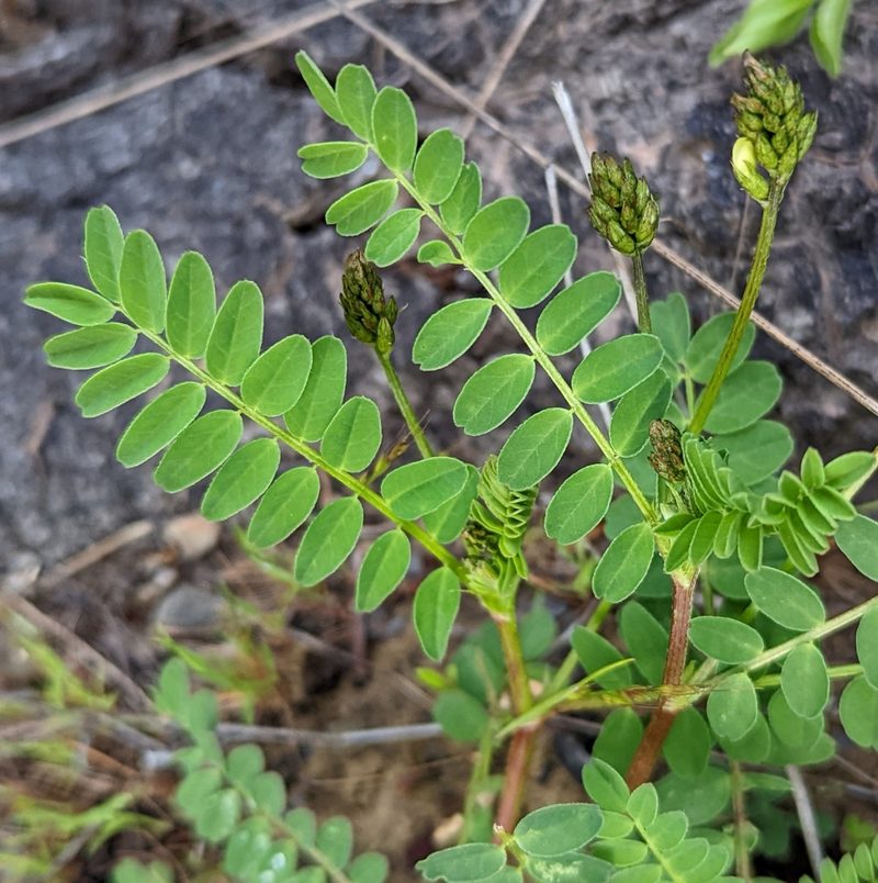 Astragalus accidens, photographed by Logan J.L. Bradley