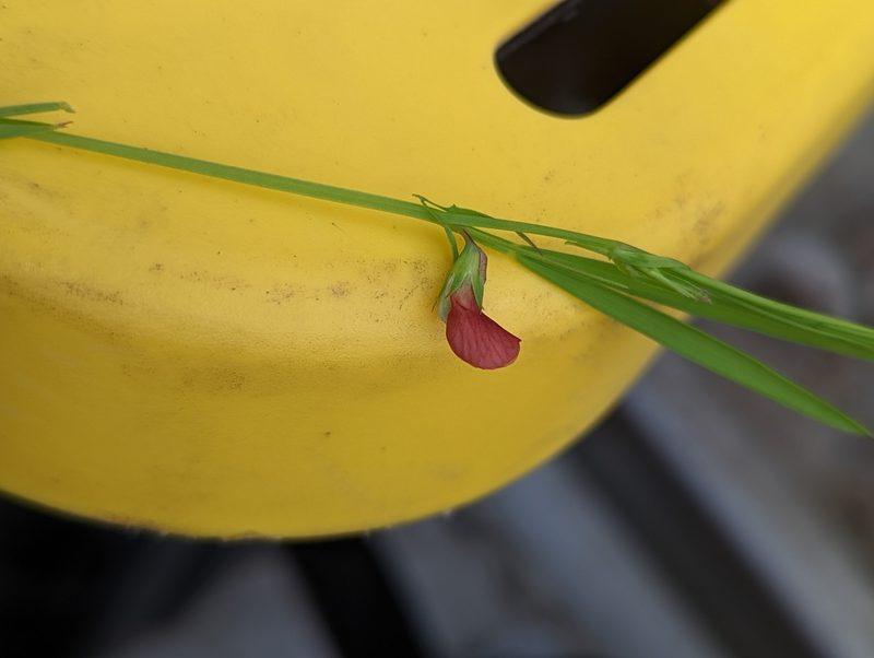 Lathyrus sphaericus, photographed by Logan J.L. Bradley