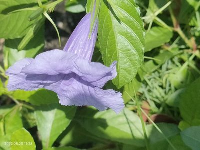 Ruellia tuberosa, photographed by Ong Jyh Seng