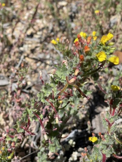 Camissoniopsis hirtella, photographed by Leah Gardner