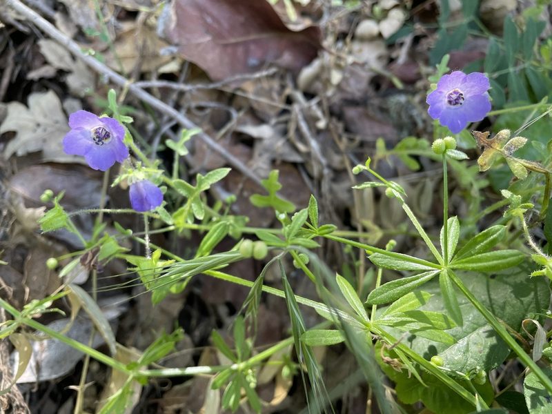 Pholistoma auritum, photographed by Leah Gardner