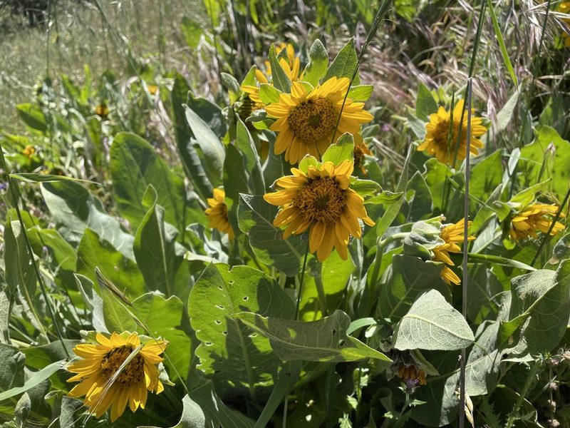 Wyethia helenioides, photographed by Leah Gardner