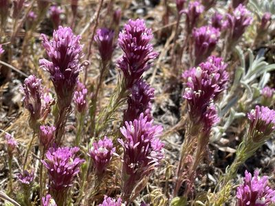 Castilleja exserta, photographed by Leah Gardner