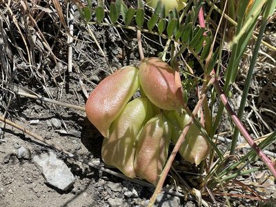 Astragalus douglasii, photographed by Leah Gardner