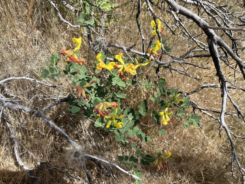 Acmispon grandiflorus, photographed by Justin Felder