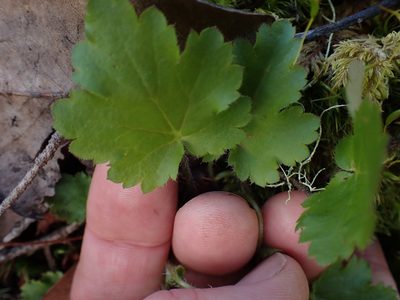 Heuchera micrantha, photographed by Shane Johnson