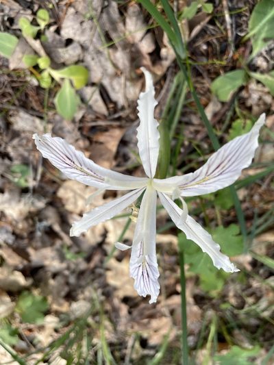 Iris tenuissima, photographed by Amelia Tauber