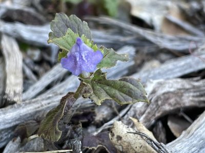 Scutellaria tuberosa, photographed by Leah Gardner