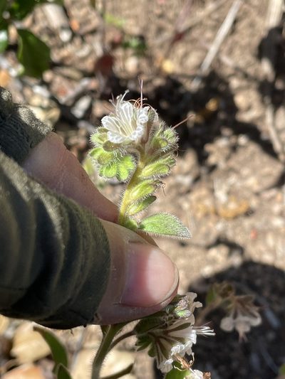 Phacelia grisea, photographed by Leah Gardner