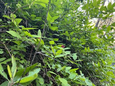 Calycanthus occidentalis, photographed by Justin Felder