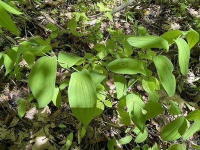 Uvularia grandiflora, photographed by Tom Scavo