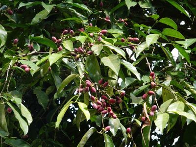 Gnetum gnemon