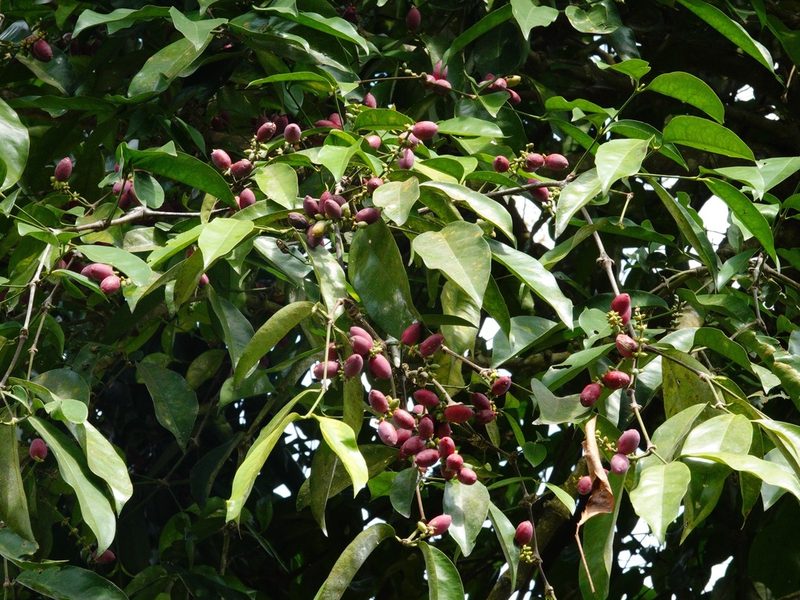 Gnetum gnemon, photographed by Cheongweei Gan