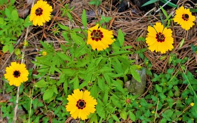 Coreopsis basalis, photographed by johnyochum
