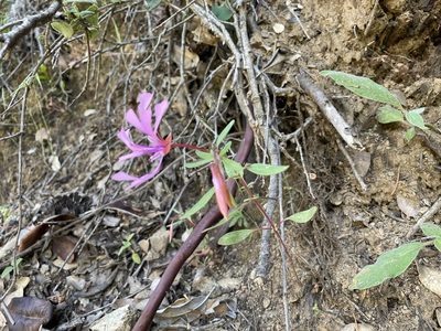 Clarkia concinna, photographed by Amelia Tauber