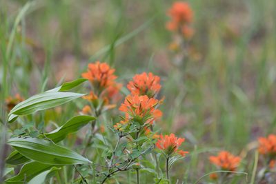 Castilleja hispida, photographed by Kalvin Chan