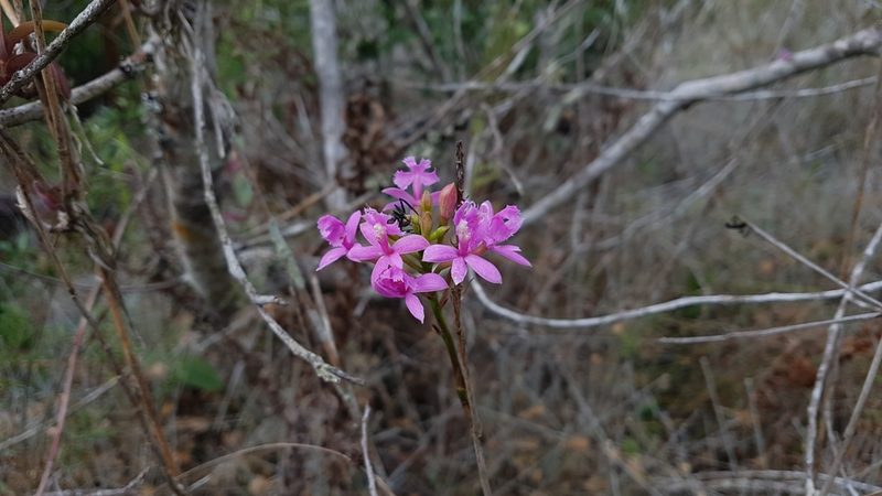 Epidendrum denticulatum, photographed by Celso Henrique Varela Rios