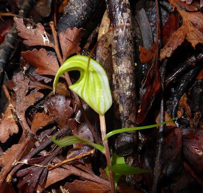 Pterostylis brumalis, photographed by Peter de Lange