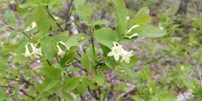 Lonicera utahensis, photographed by Pete Lypkie