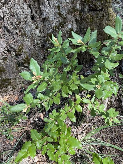 Quercus sadleriana, photographed by Amelia Tauber