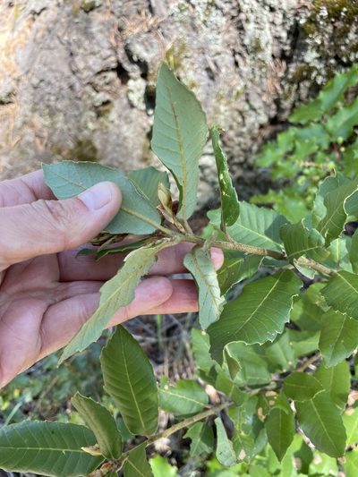 Quercus sadleriana, photographed by Amelia Tauber