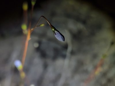 Wahlenbergia gracilis, photographed by Tyler Bishop