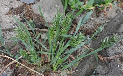 Sclerochloa dura, photographed by KAnatoliy