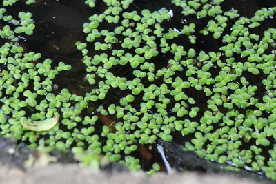 Lemna minor, photographed by Liubov Ilminska