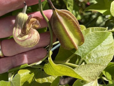 Aristolochia californica, photographed by Jeff Harter