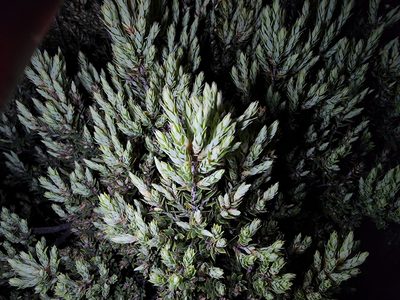 Leptecophylla tameiameiae, photographed by Tyler Bishop