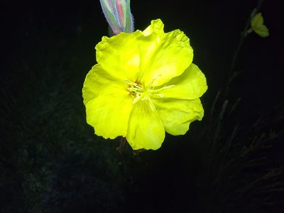 Oenothera stricta, photographed by Tyler Bishop