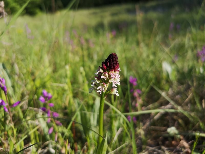 Neotinea ustulata, photographed by Jens-Christian Svenning